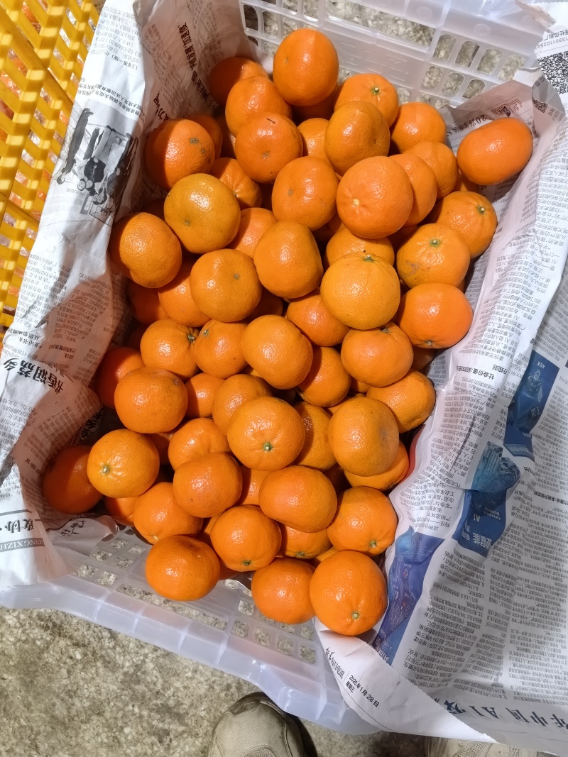 默克特榨汁果50起