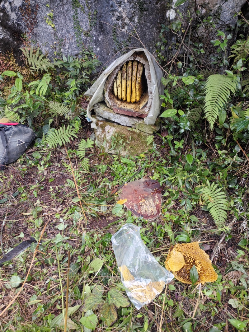 正宗土蜂蜜。