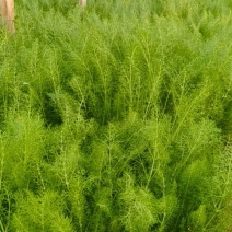 茴香