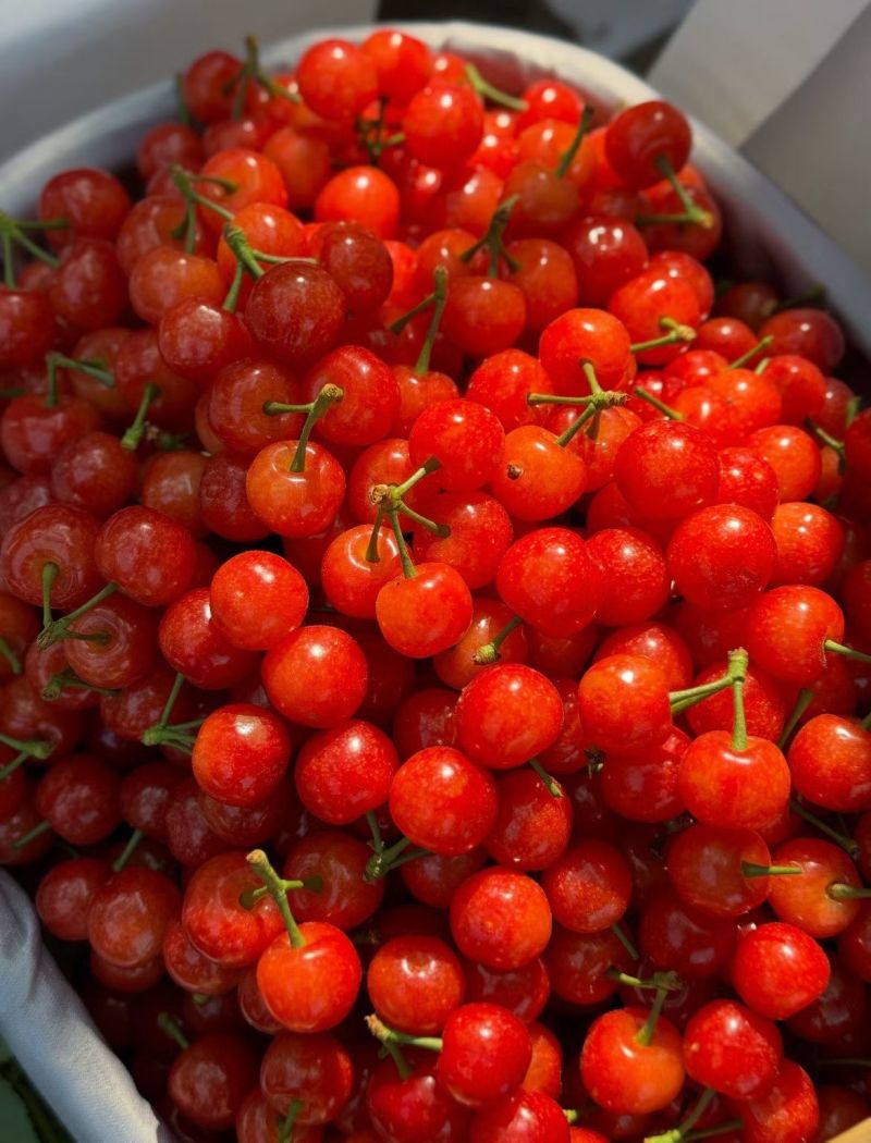 攀枝花玛瑙红樱桃🍒