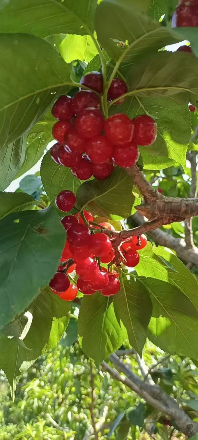 攀枝花玛瑙红樱桃🍒