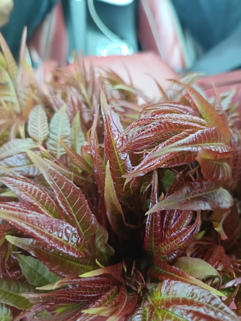 香椿芽
