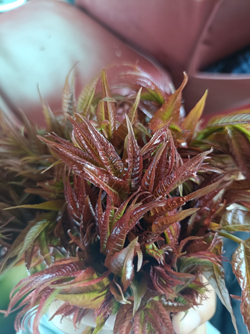 香椿芽