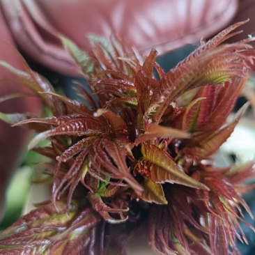 香椿芽