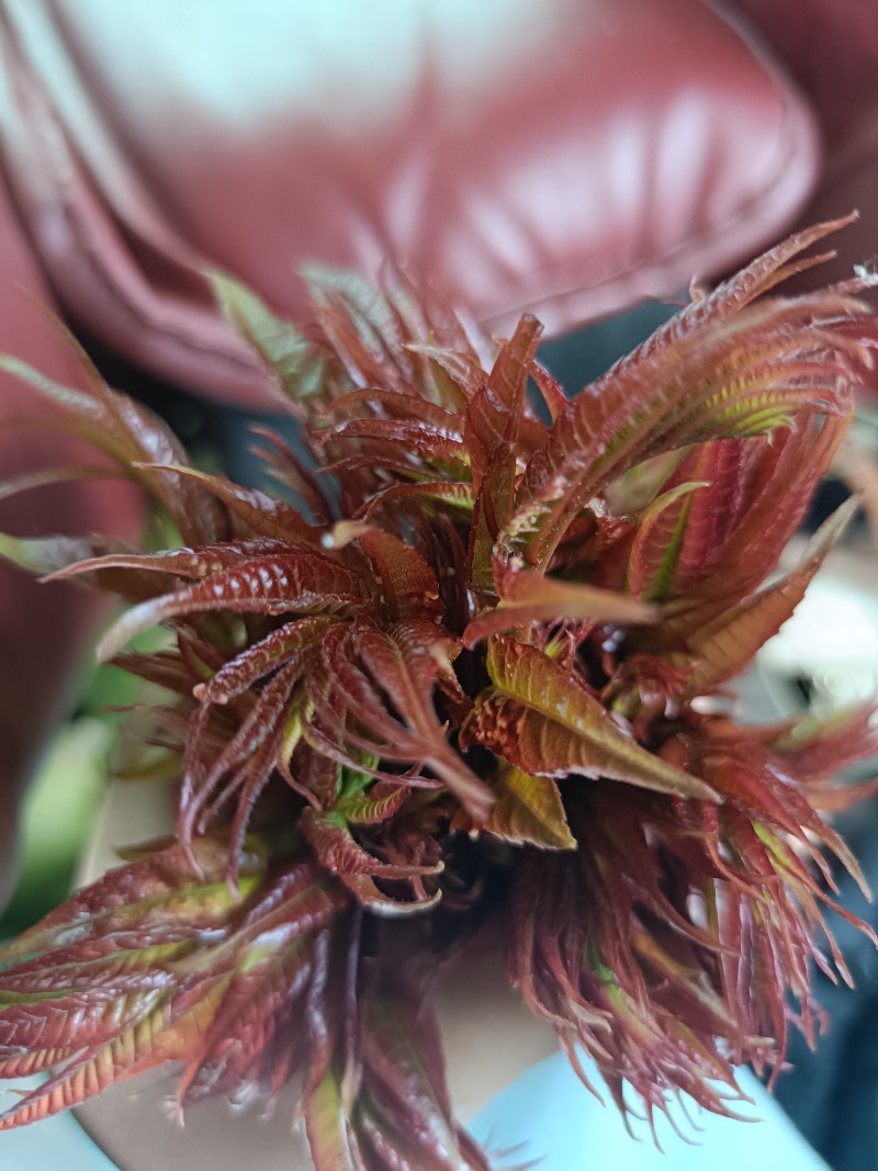 香椿芽
