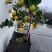香水柠檬