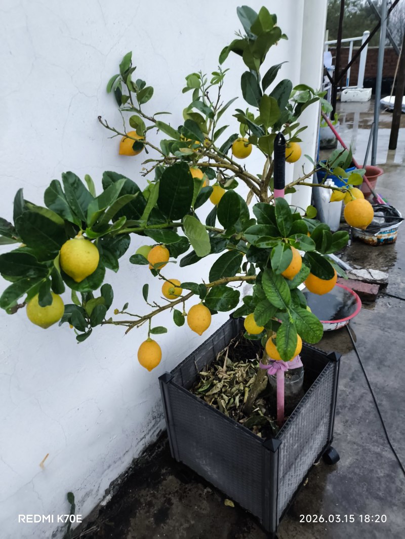 香水柠檬