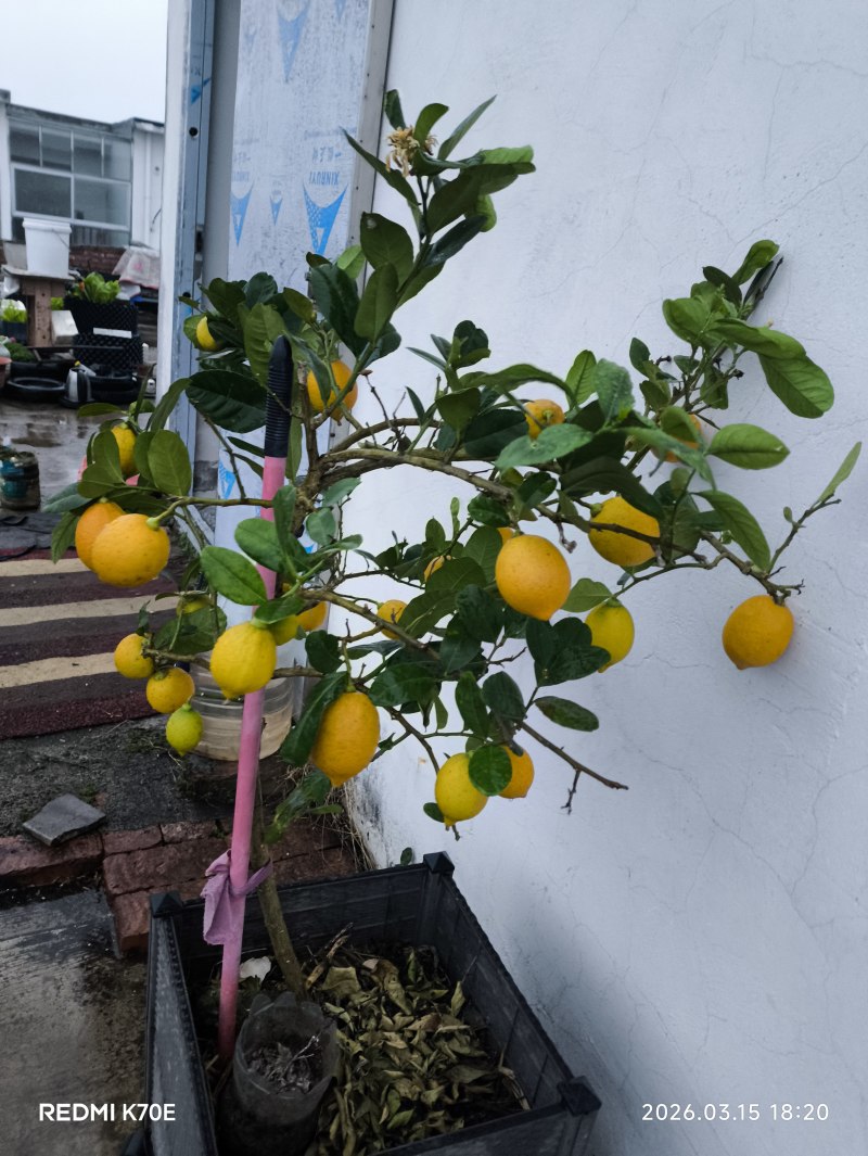 香水柠檬