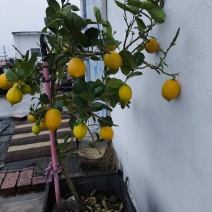 香水柠檬