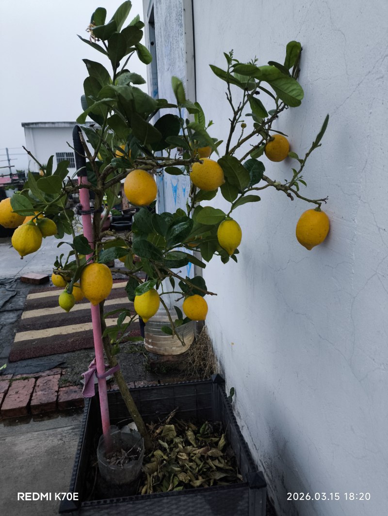 香水柠檬