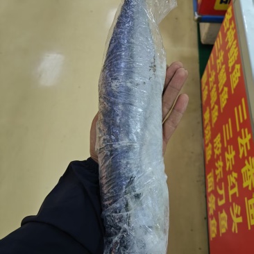 鲅鱼鲅鱼段
