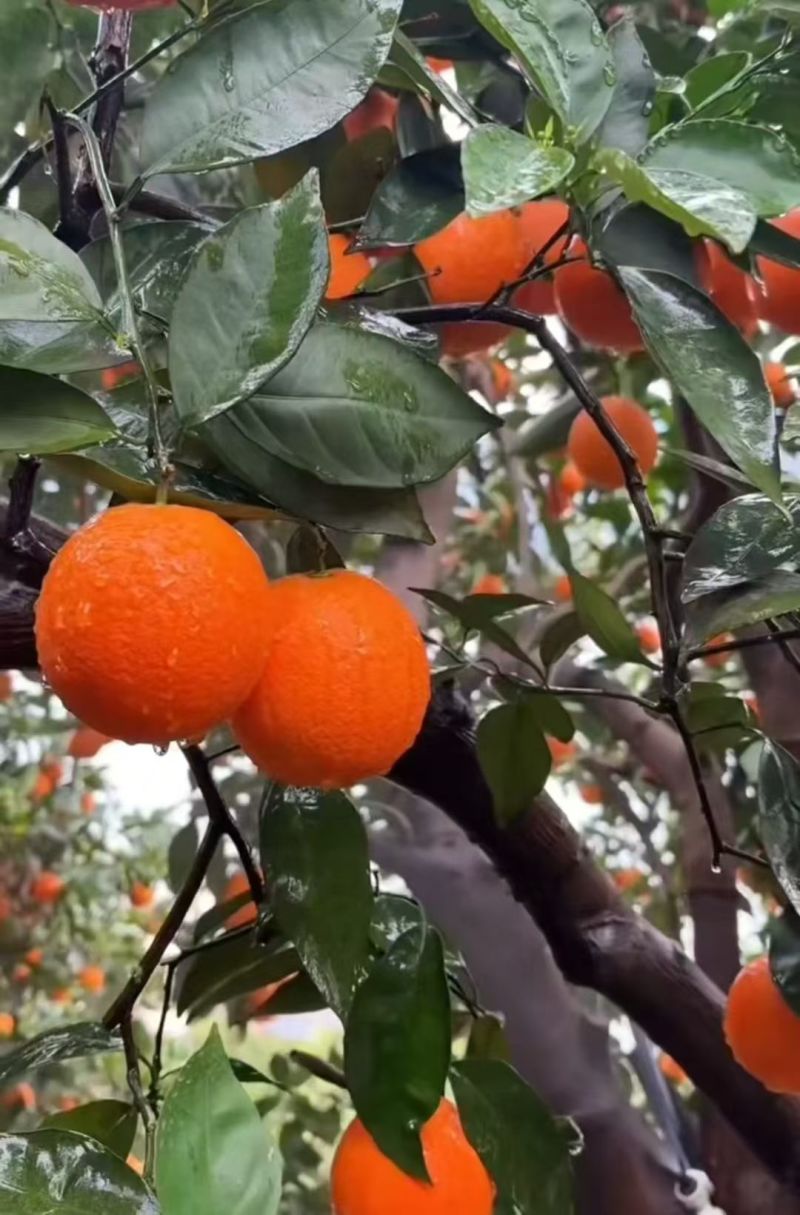 奉节脐橙