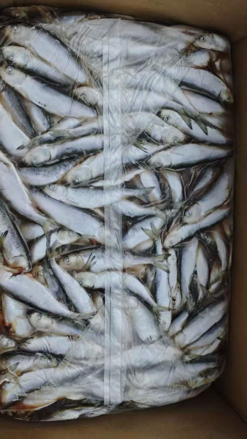 宠物食品小鲱鱼5吨左右