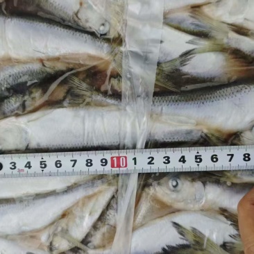 宠物食品小鲱鱼5吨左右