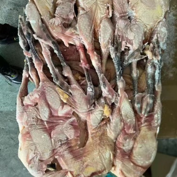 一级二级黑脚黄脚公鸡母鸡都有