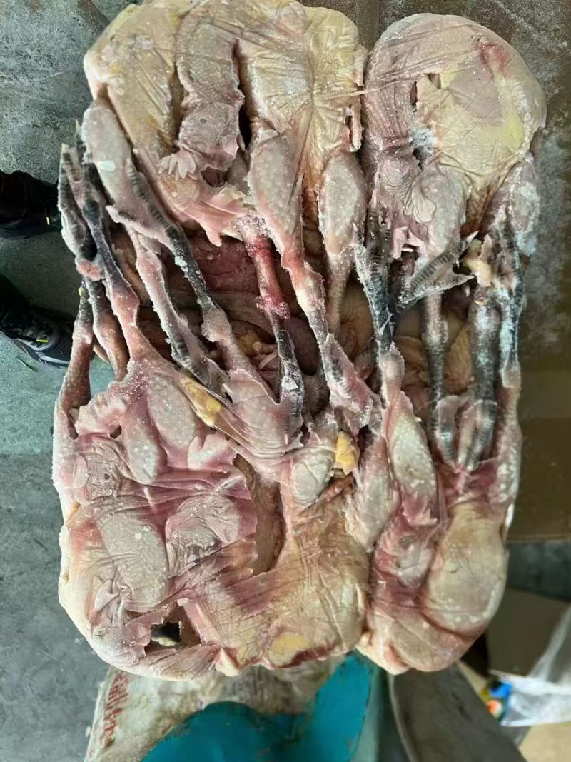 一级二级黑脚黄脚公鸡母鸡都有