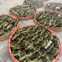 高淳大闸蟹六月黄养殖户一手货源