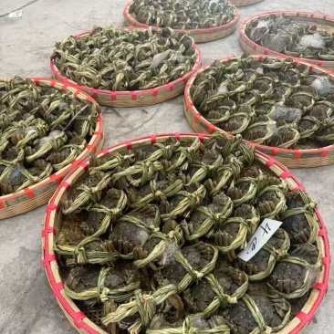 高淳大闸蟹六月黄养殖户一手货源