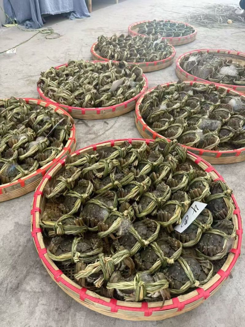 高淳大闸蟹六月黄养殖户一手货源