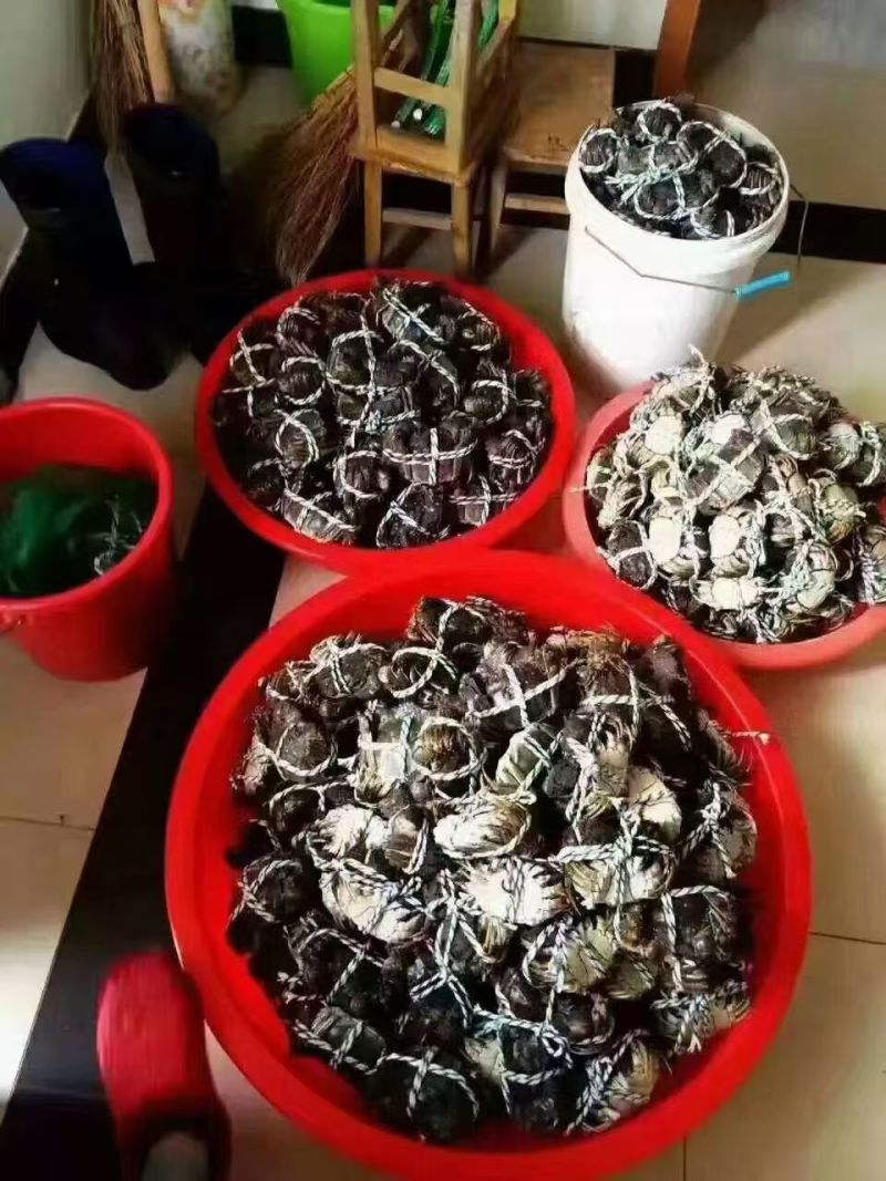 高淳大闸蟹六月黄养殖户一手货源