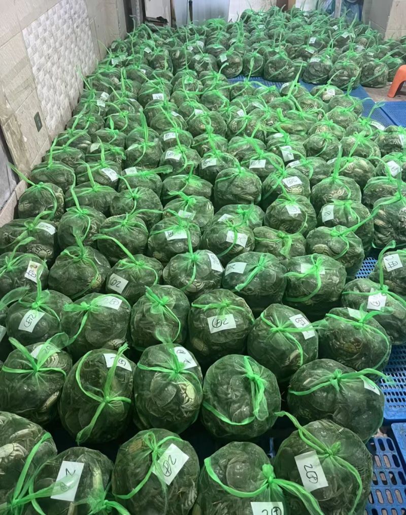 高淳大闸蟹六月黄养殖户一手货源