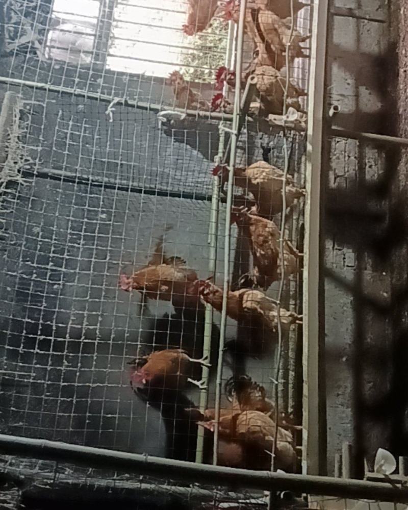 本地玉米鸡，土三黄鸡