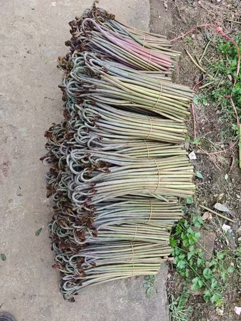甜撅苦撅都有