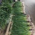 红根蒜苗精品水洗，毛货，通货