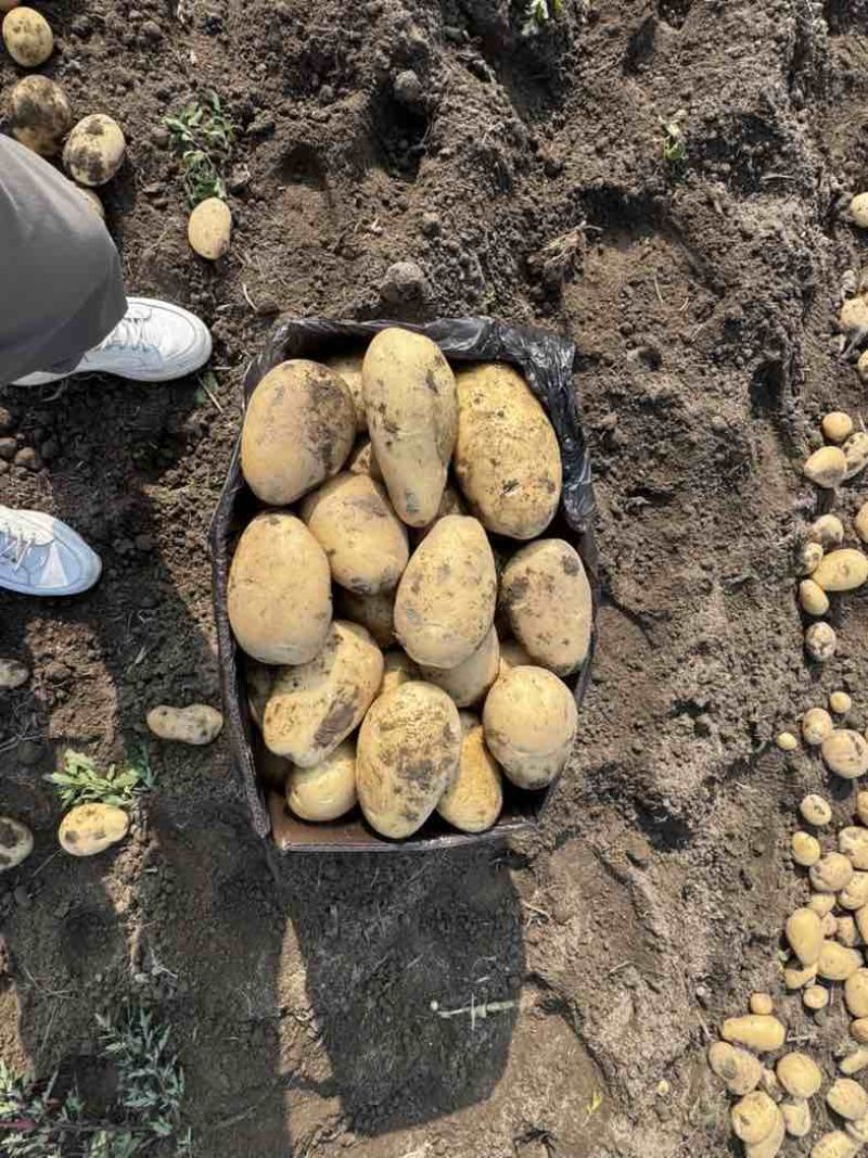 黄皮黄心5两起箱装云南德宏盈江