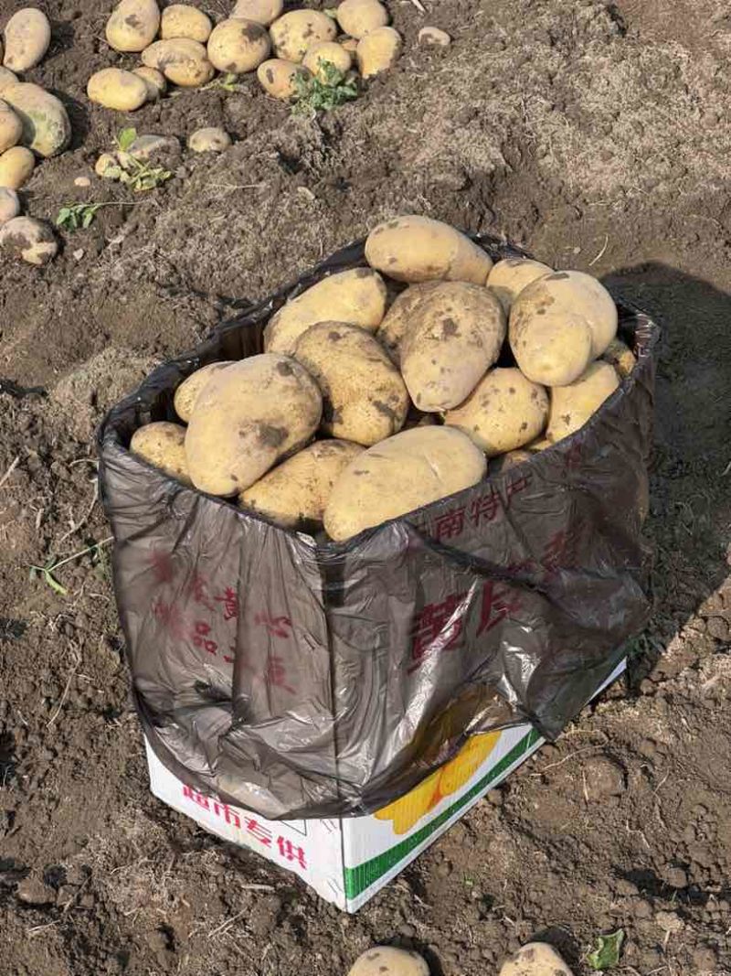 黄皮黄心5两起箱装云南德宏盈江