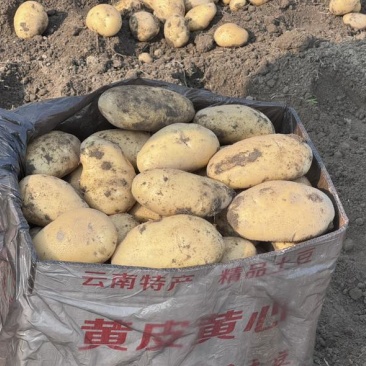 黄皮黄心5两起箱装云南德宏盈江