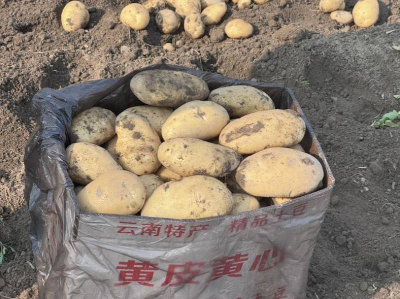 黄皮黄心5两起箱装云南德宏盈江