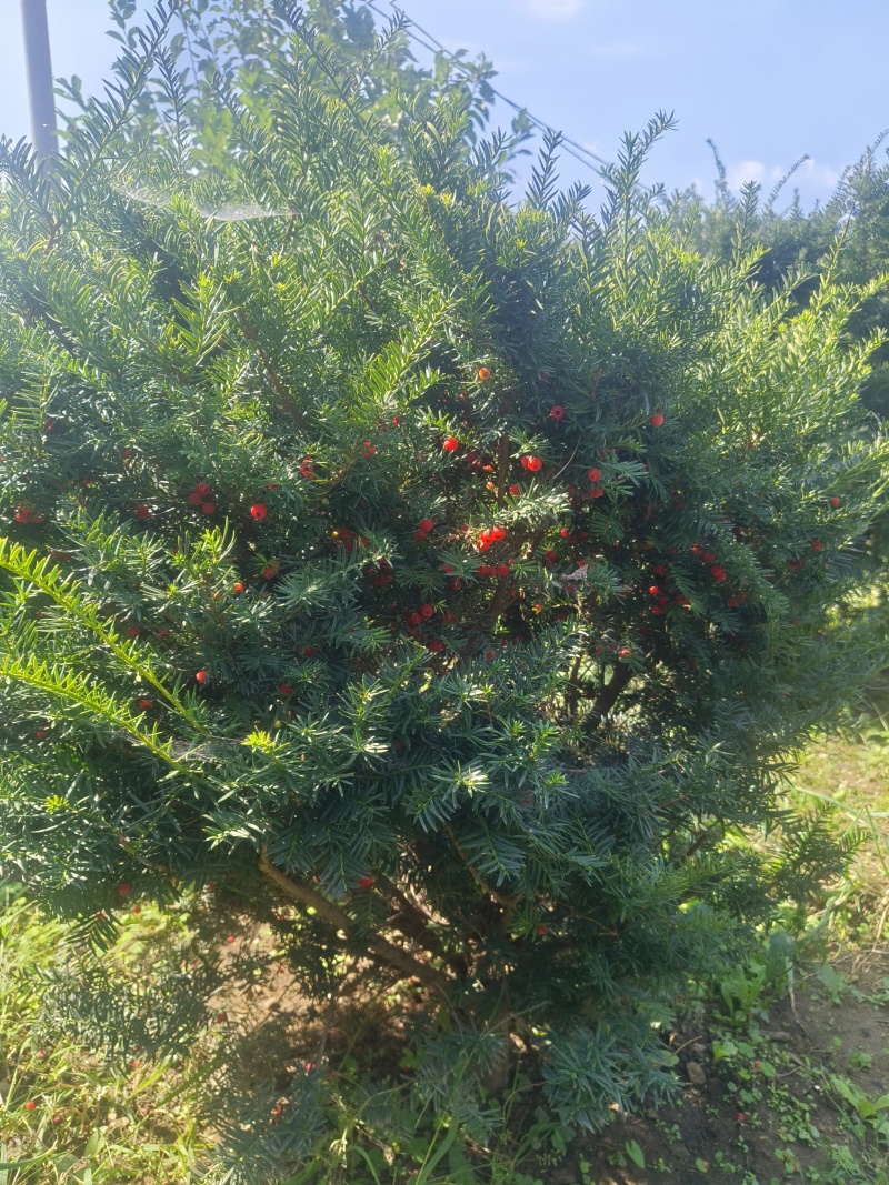 北红豆杉