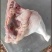 鸡边腿
