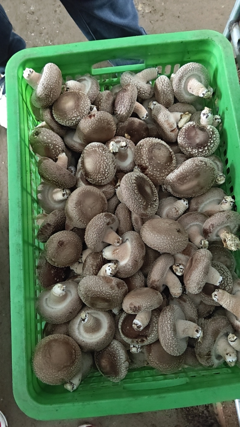 【推荐】香菇便宜了，便宜鲜香菇，一件代办，量大从优
