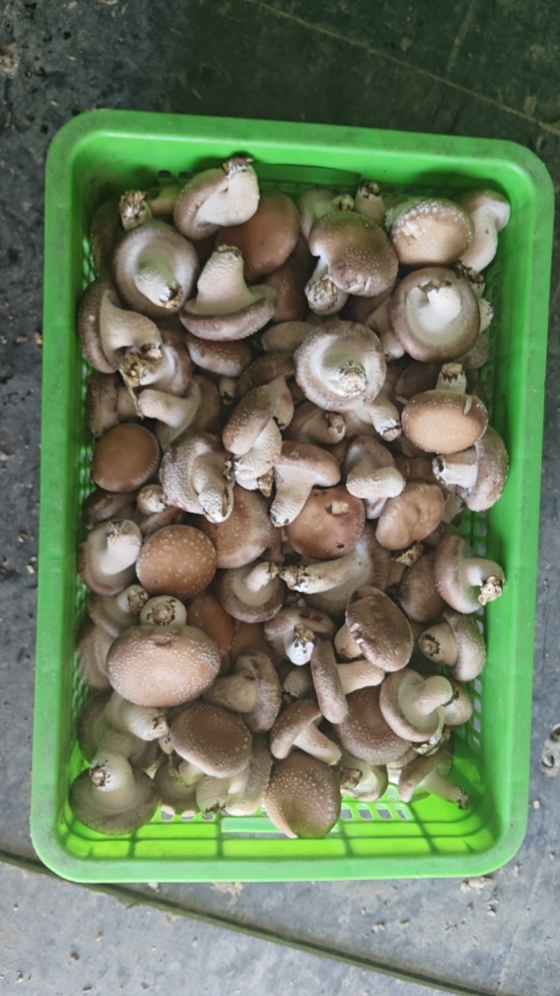 【推荐】香菇便宜了，便宜鲜香菇，一件代办，量大从优