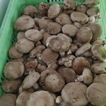 【推荐】香菇便宜了，便宜鲜香菇，一件代办，量大从优