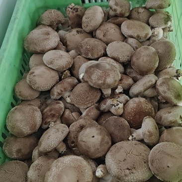【推荐】香菇便宜了，便宜鲜香菇，一件代办，量大从优