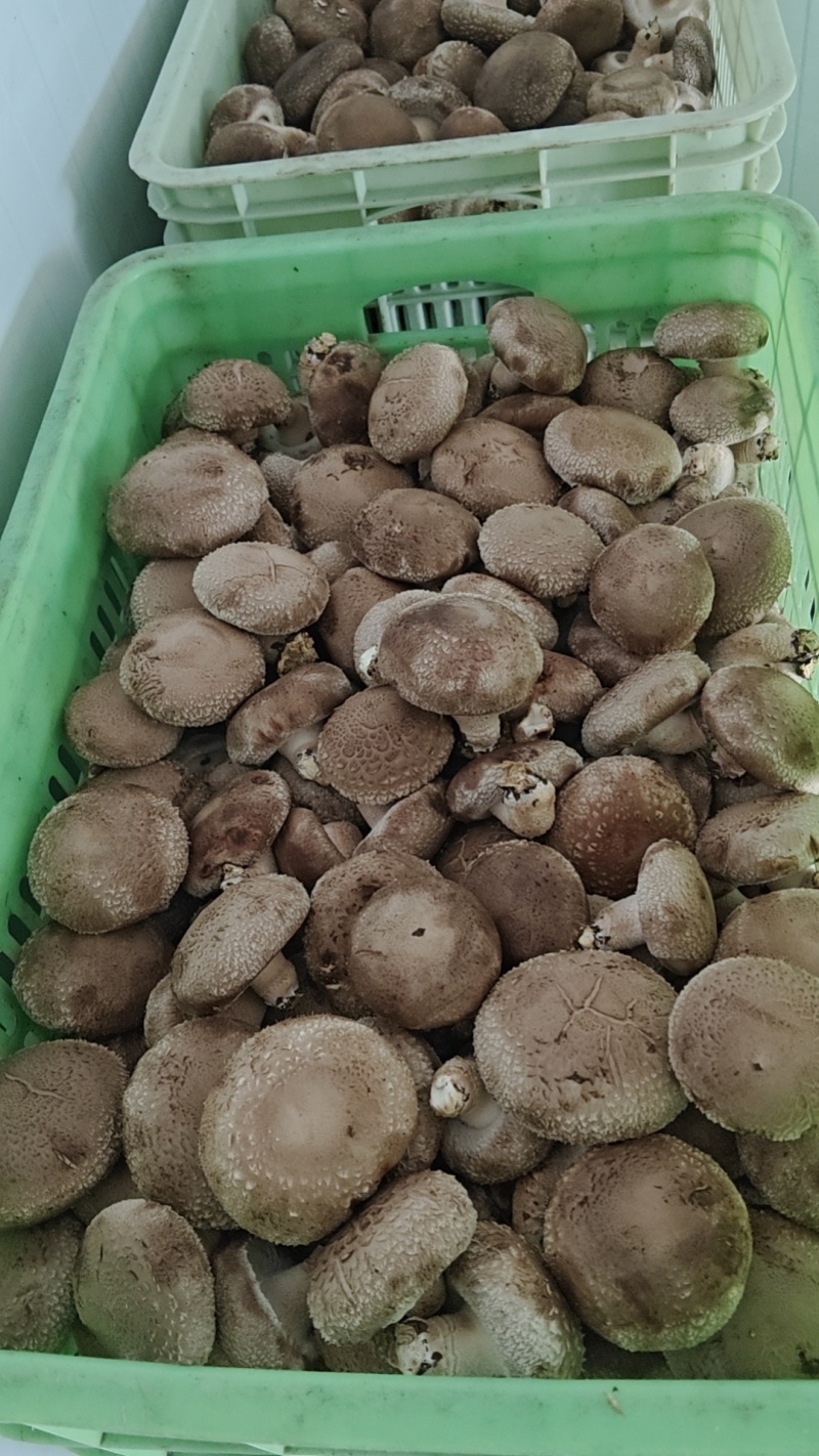 【推荐】香菇便宜了，便宜鲜香菇，一件代办，量大从优