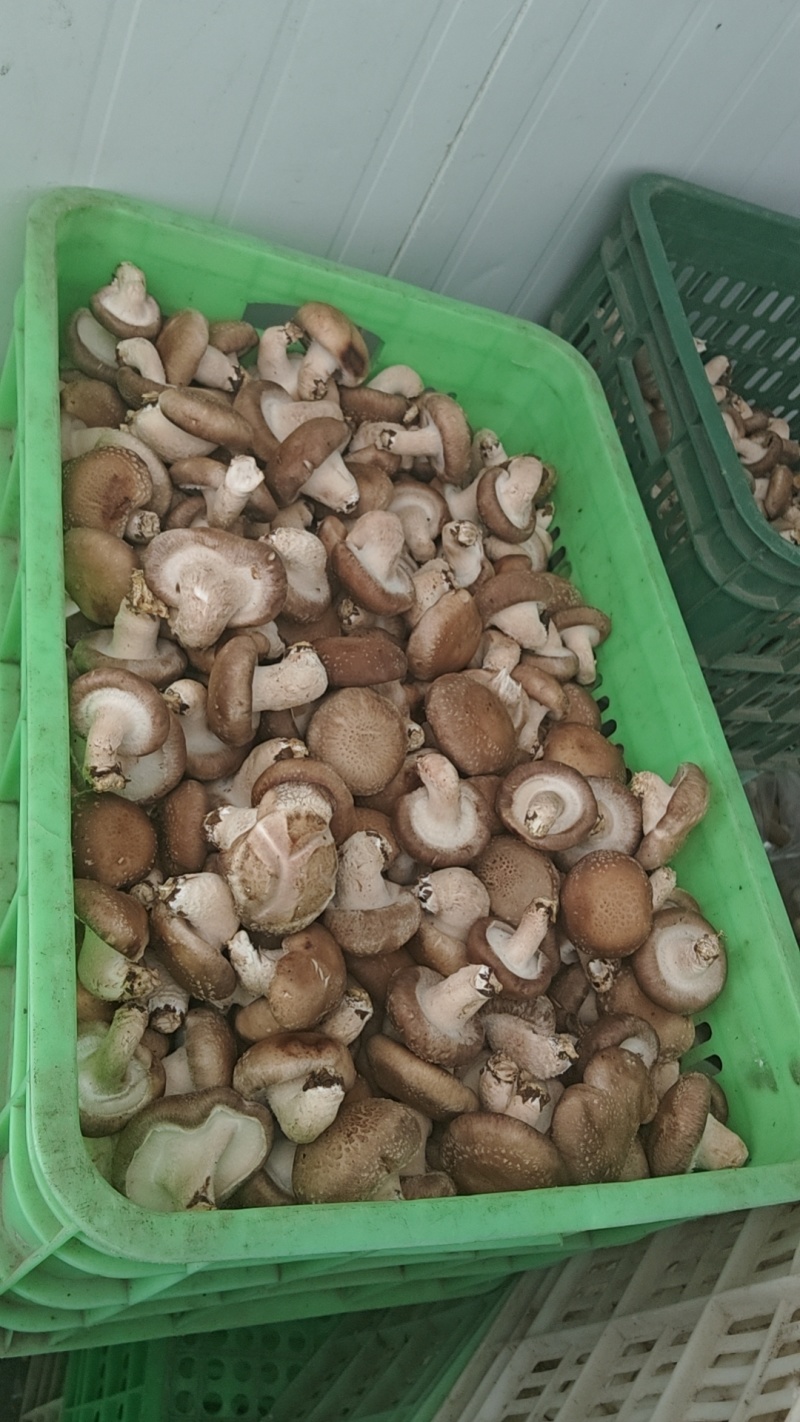 【推荐】香菇便宜了，便宜鲜香菇，一件代办，量大从优