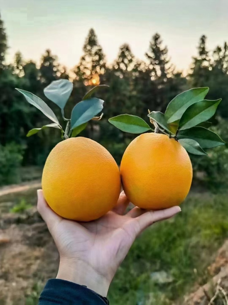 崀山脐橙
