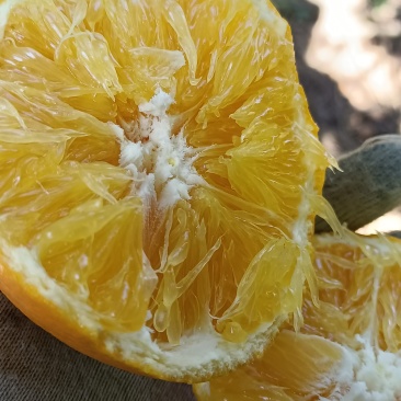 崀山脐橙