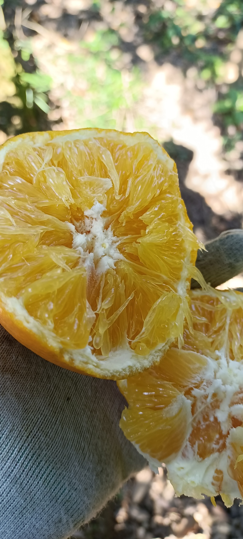 崀山脐橙