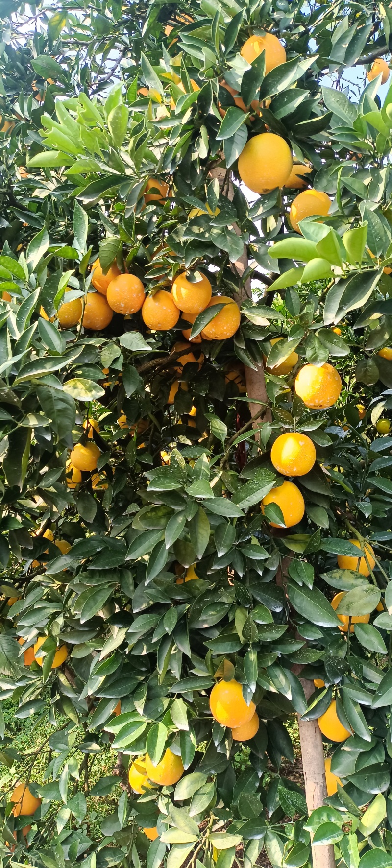 崀山脐橙