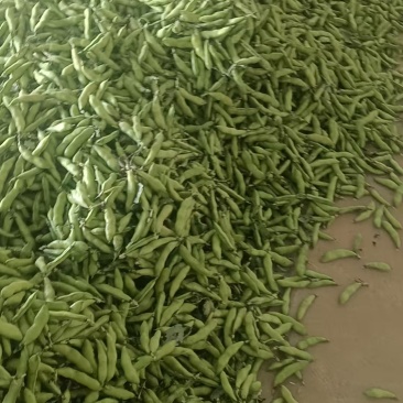 2059云南新鲜蚕豆