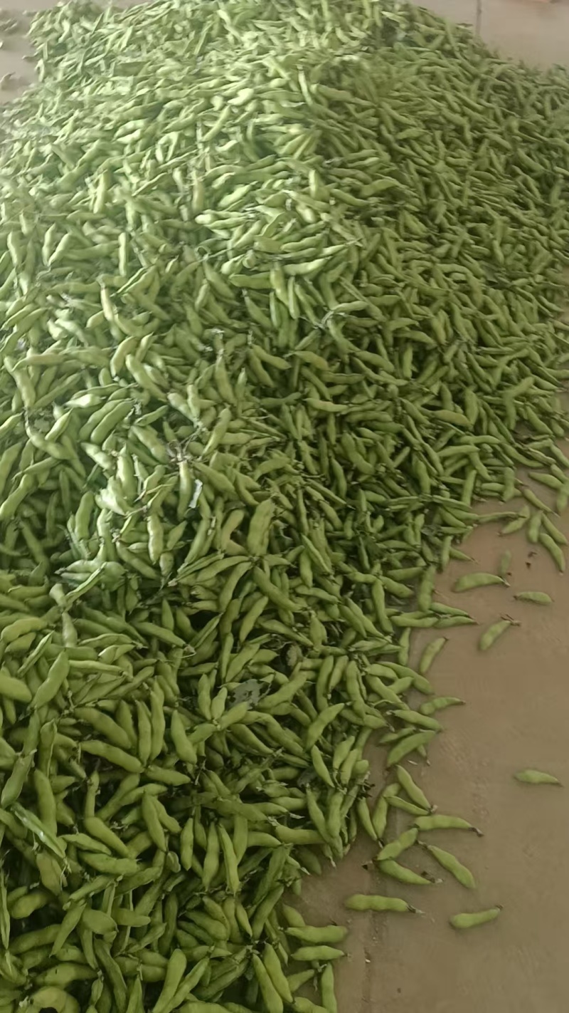 2059云南新鲜蚕豆
