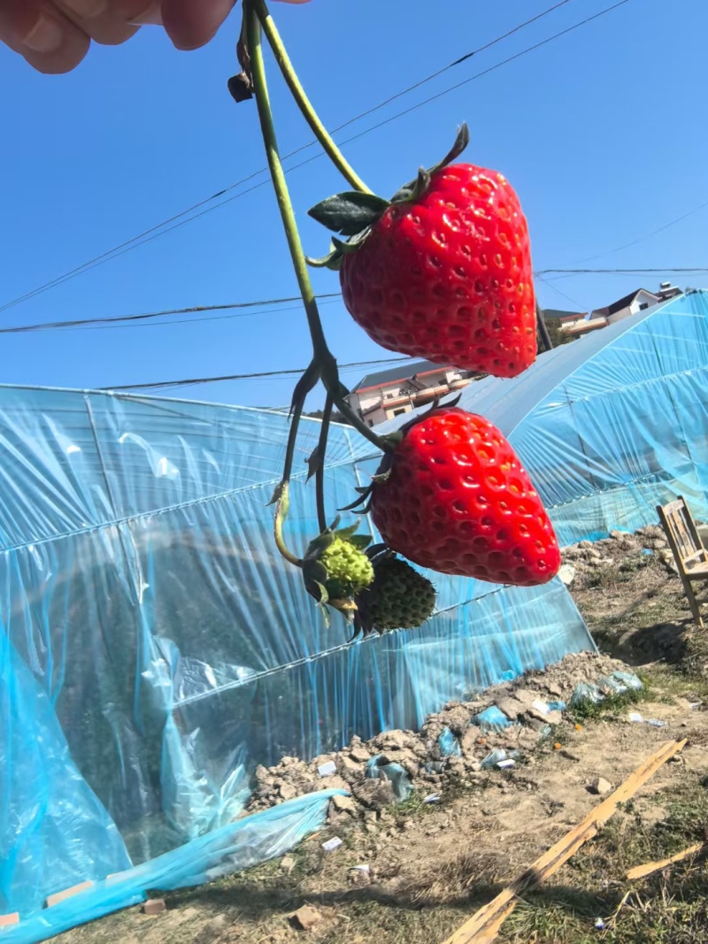 红颜奶油草莓