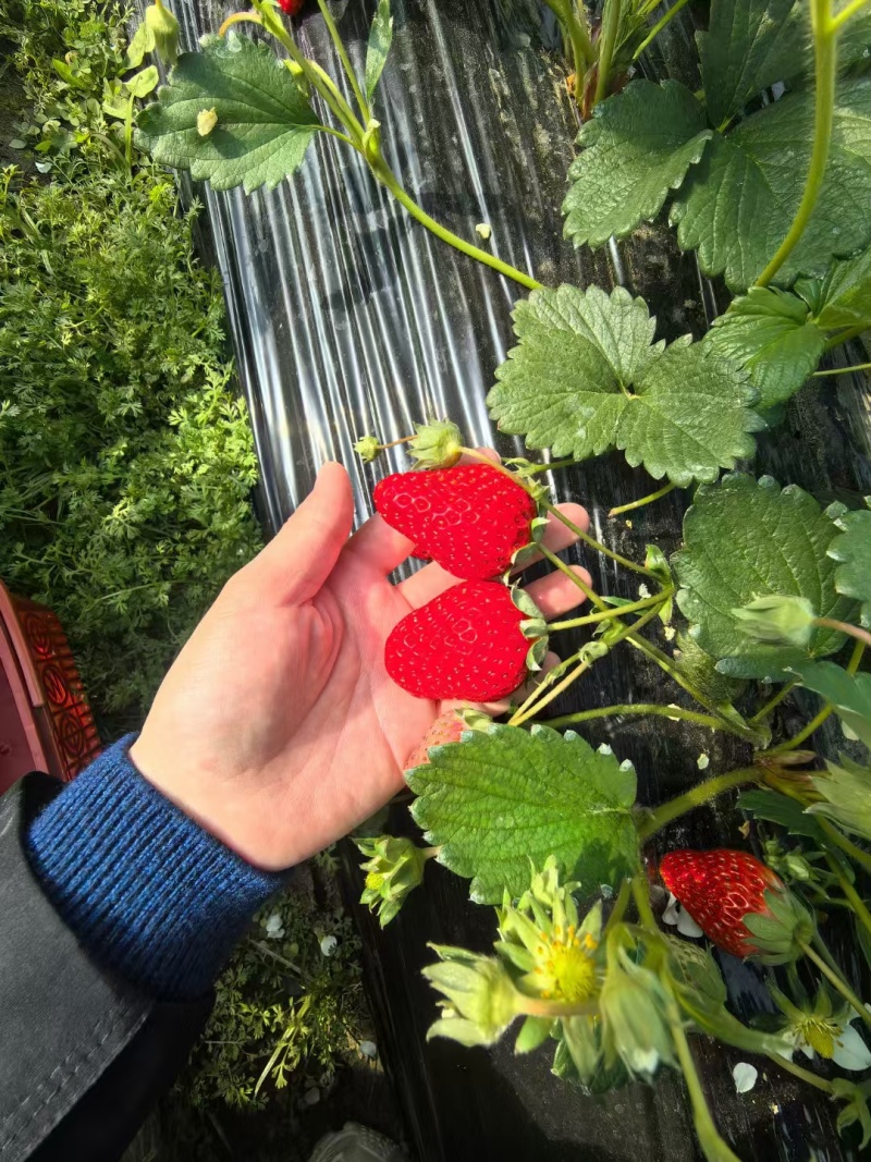 红颜奶油草莓