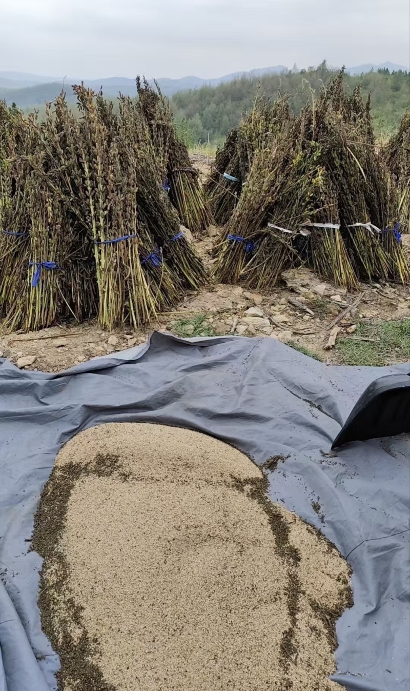 河南周口太康县芝麻洼乡农户家的芝麻