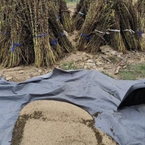 河南省周口市太康县本地农户家的芝麻